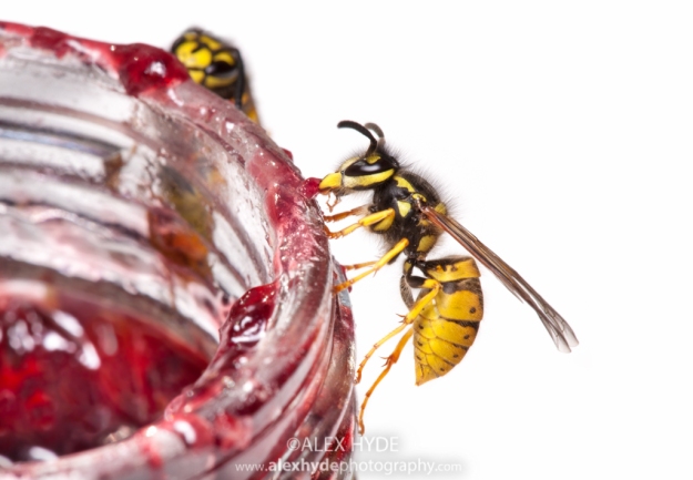 Common Wasps {Vespula vulgaris} Eating Jam