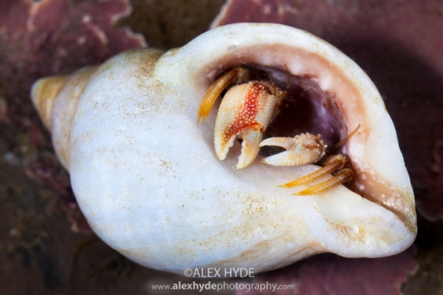 Common Hermit Crab {Pagurus bernhardus}