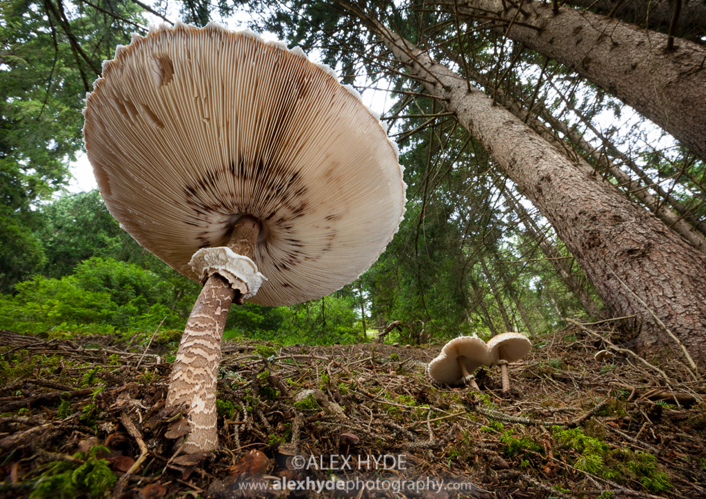 Wide angle shot of Parasol Mushrooms (Lepiota procera)