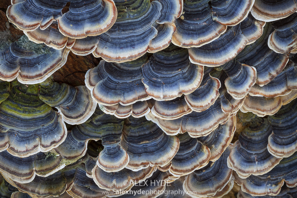 Turkeytail fungus {Trametes / Coriolus versicolor}