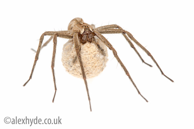 Nursery web spider {Pisaura mirabilis}