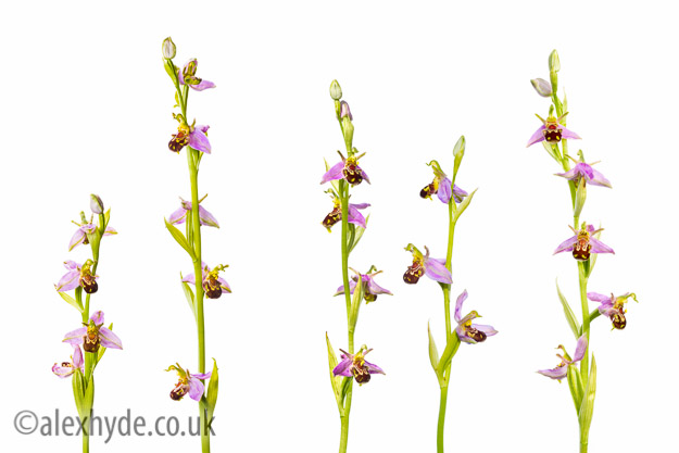 Bee Orchids {Ophyris apifera}