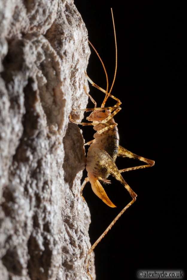 Cave Cricket female (Troglophilus cavicola)