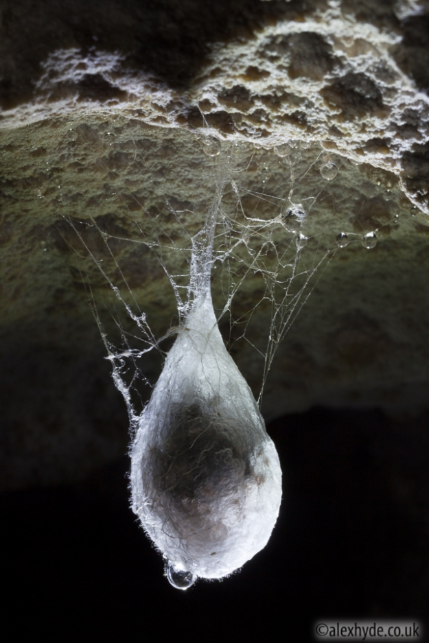 Egg sac of European Cave Spider (Meta menardi)