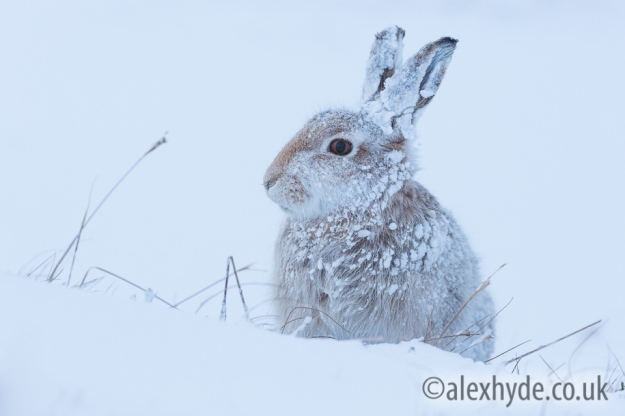 Mountain Hare (Lepus timidus) - Cairngorms
