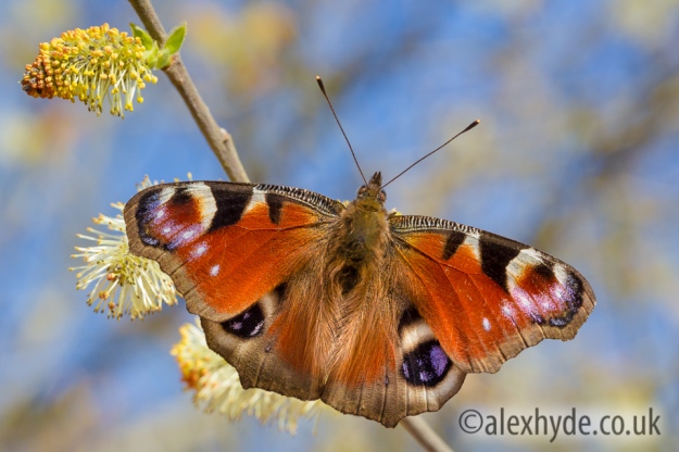 Peacock Butterfly feeding on Goat Willow catkins