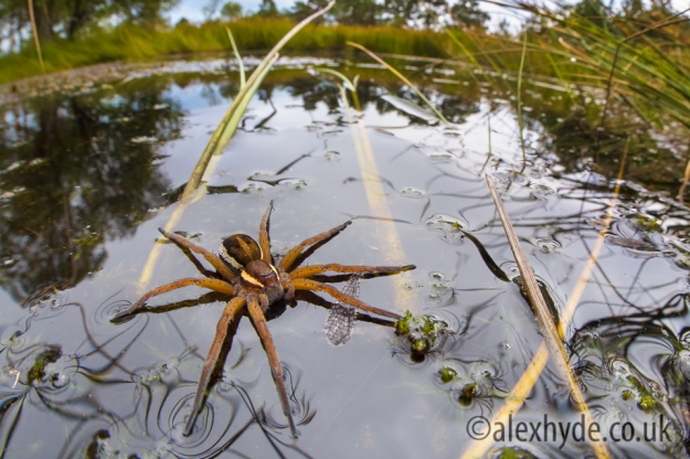 Raft Spider {Dolomedes fimbriatus}