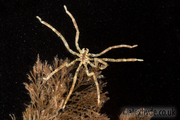 Sea Spider (Ammothea hilgendorfi)